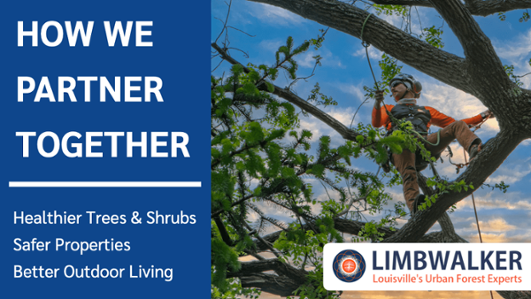 Spring Hill arborist tree trimming